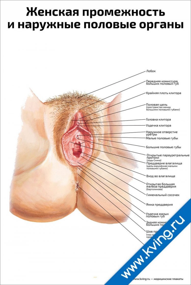 голые женские половые органы