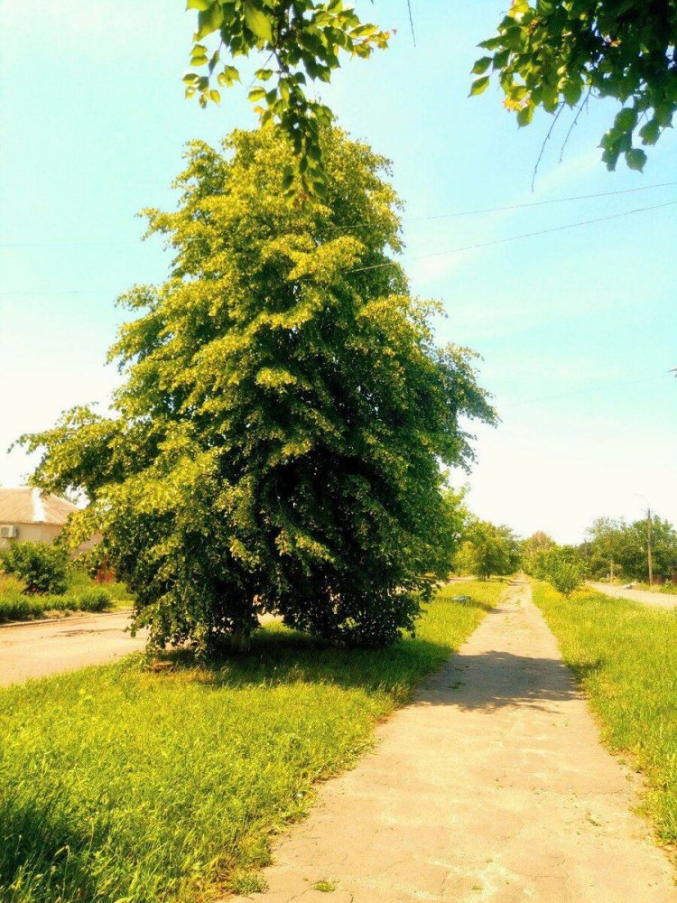 Липа Крымская