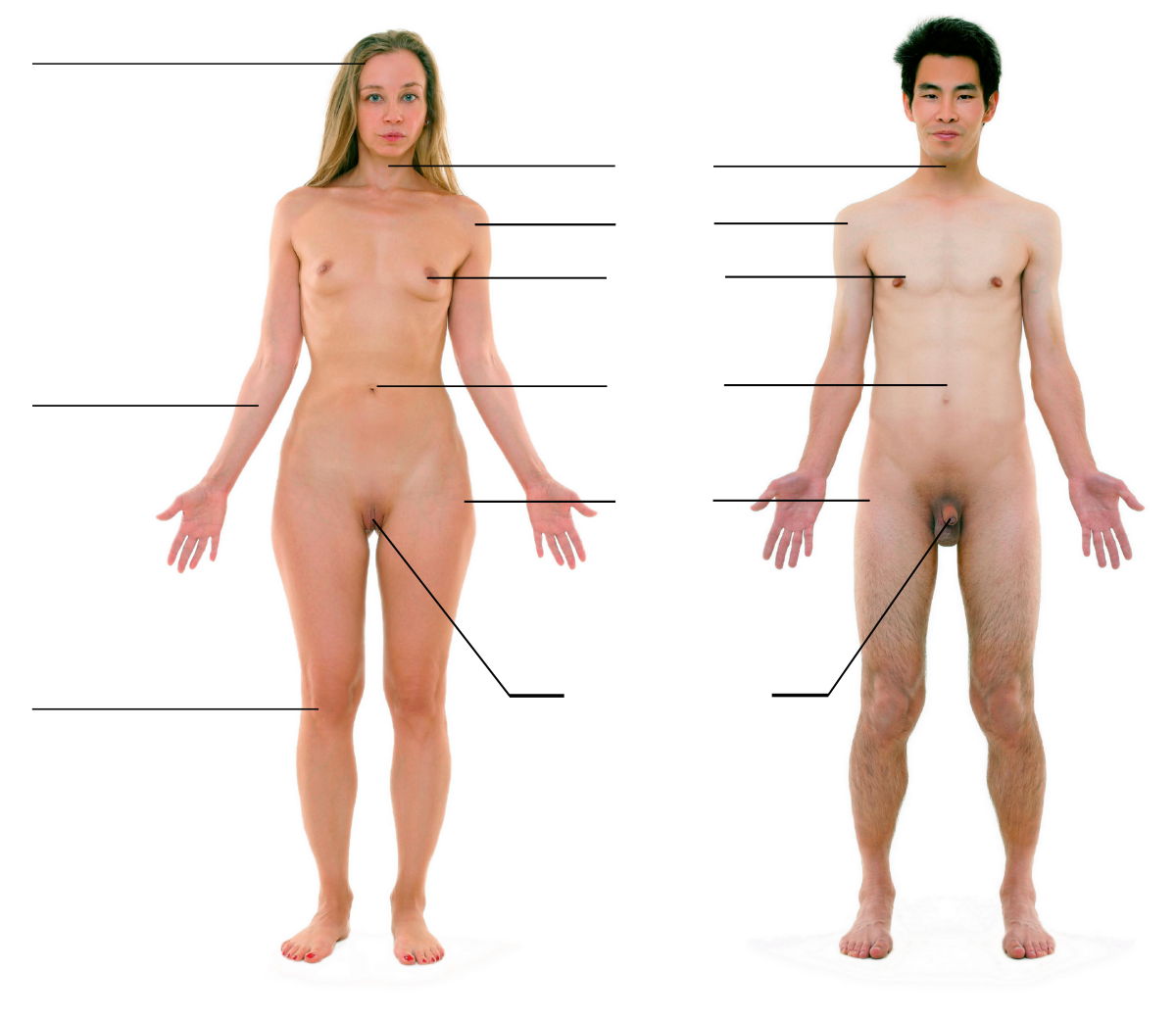 Анатомия женщины органы (97 фото) - Порно фото голых девушек. 