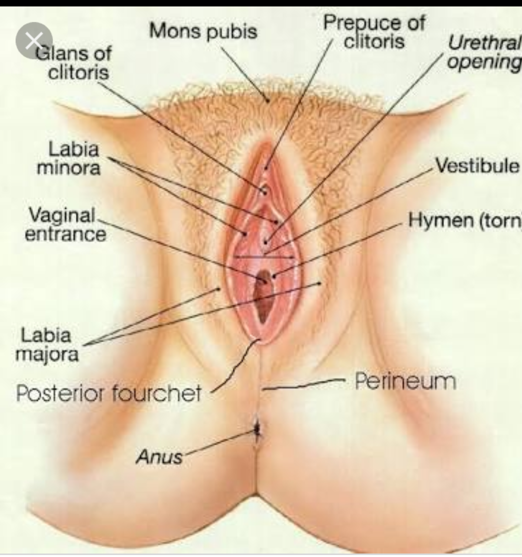 Clitoris shema