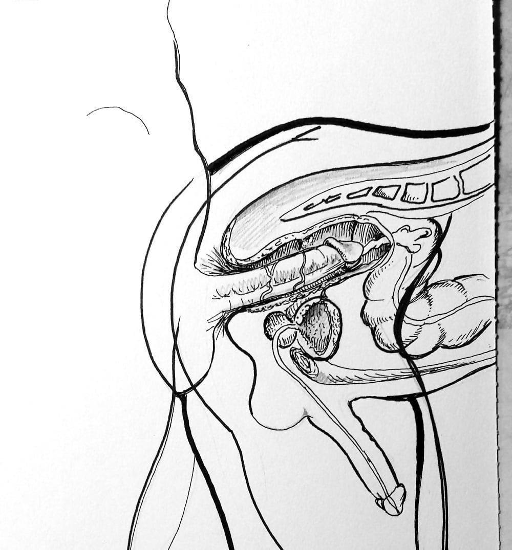 анатомия женского анала фото 6