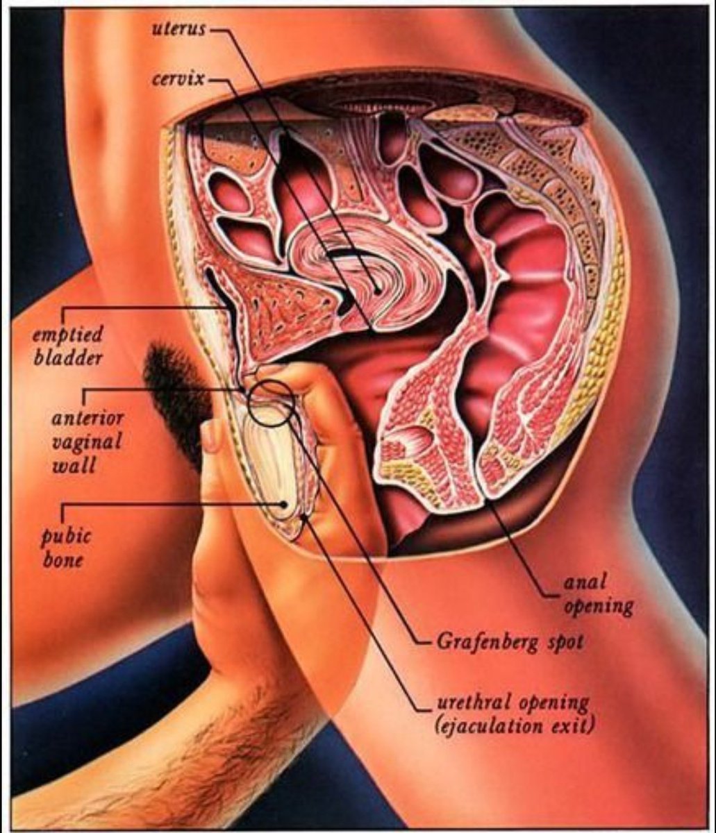 анатомия мужского анала фото 107
