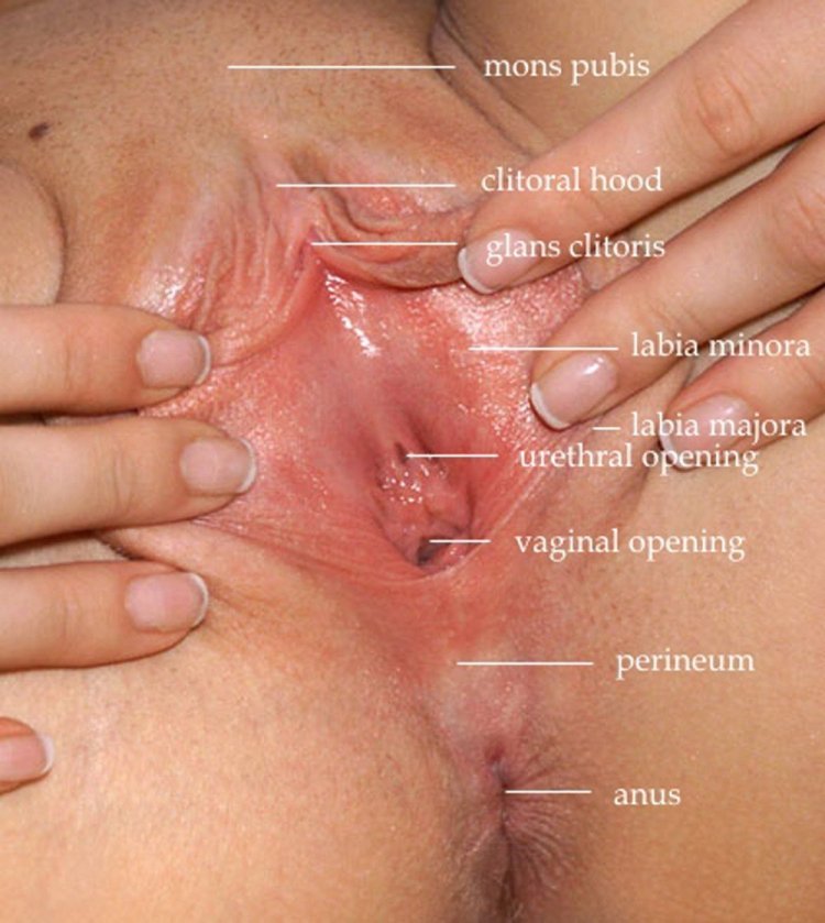 Раскрытое женское влагалище