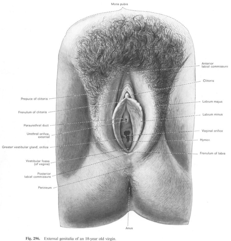 Девственная плева Emily Bloom