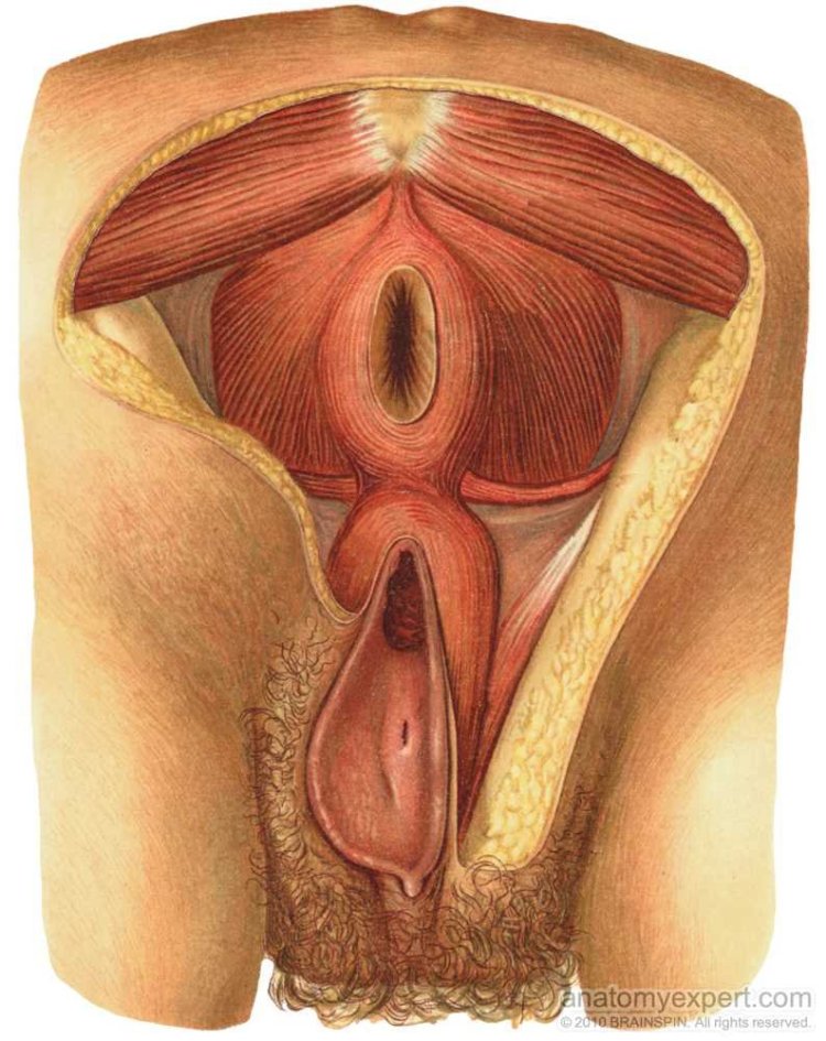 Строение женской вагины