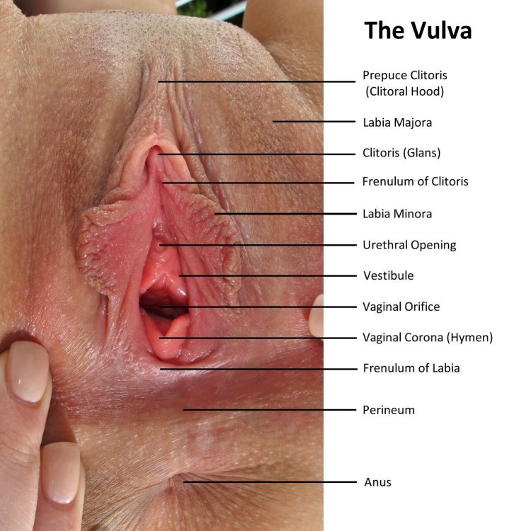 Женский половой орган