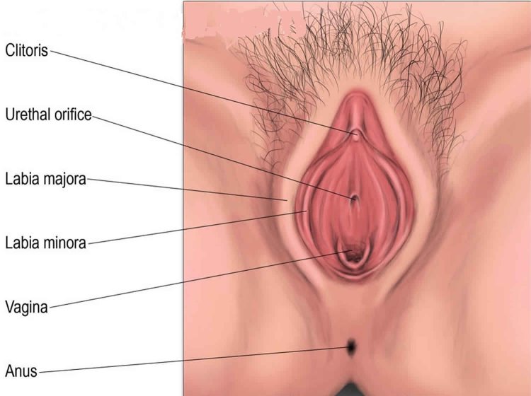 Labia minora