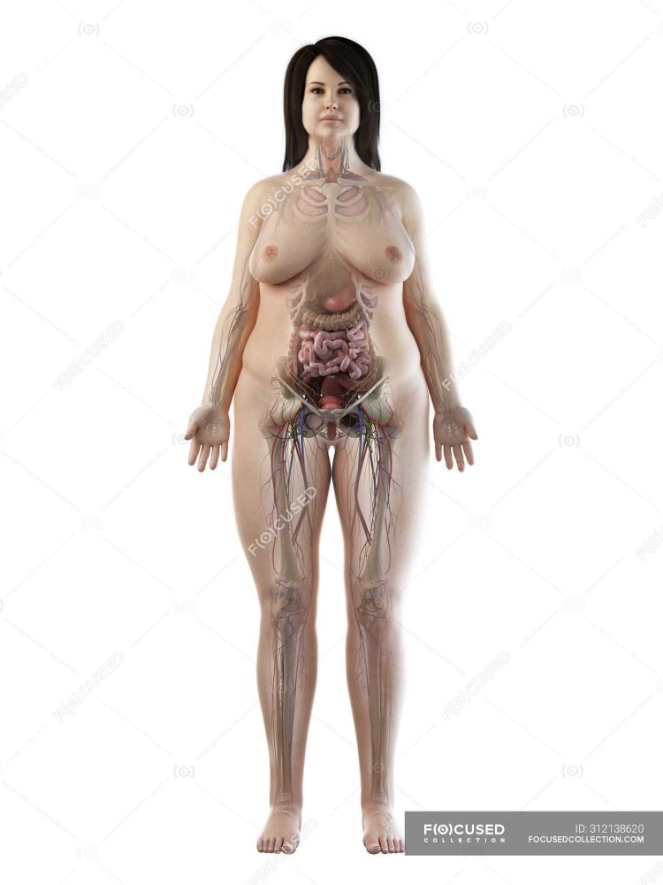 женщина в разрезе голая