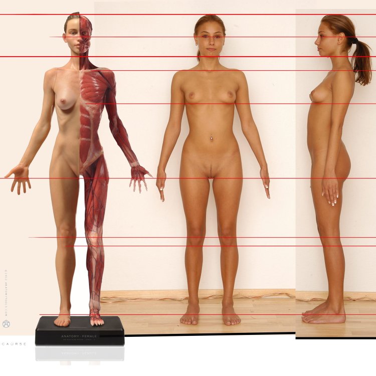 Nude anatomy - 🧡 All Ted Character Nude - Porn Photos Sex Videos.