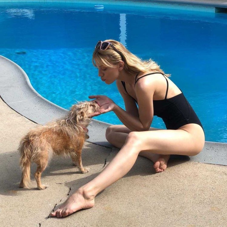 Московский дракон порода собак