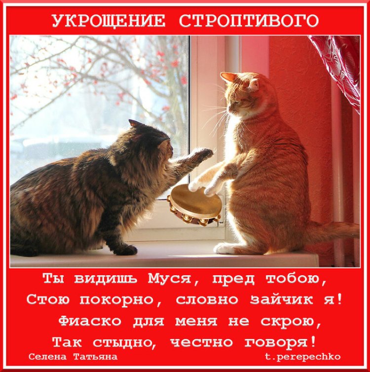 Укрощение строптивого эро кадры