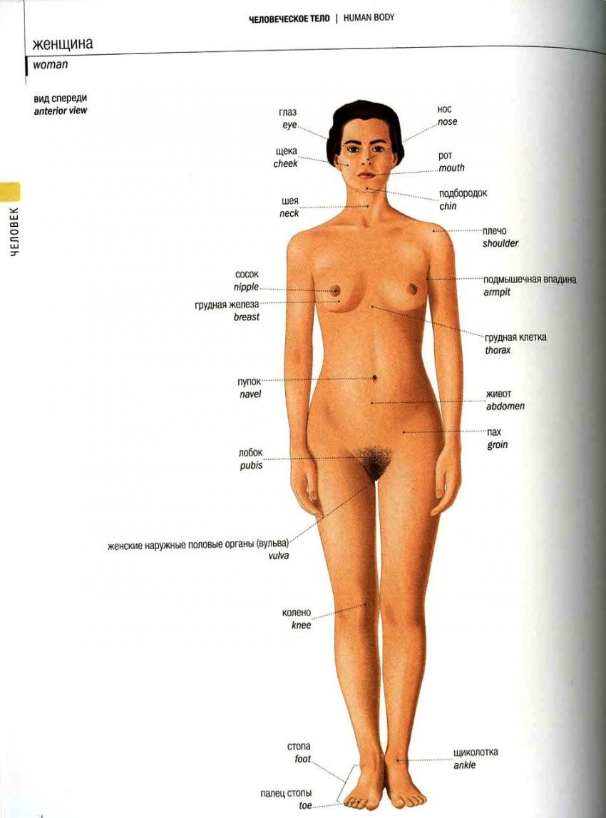 эротика изучение женского тела (120) фото