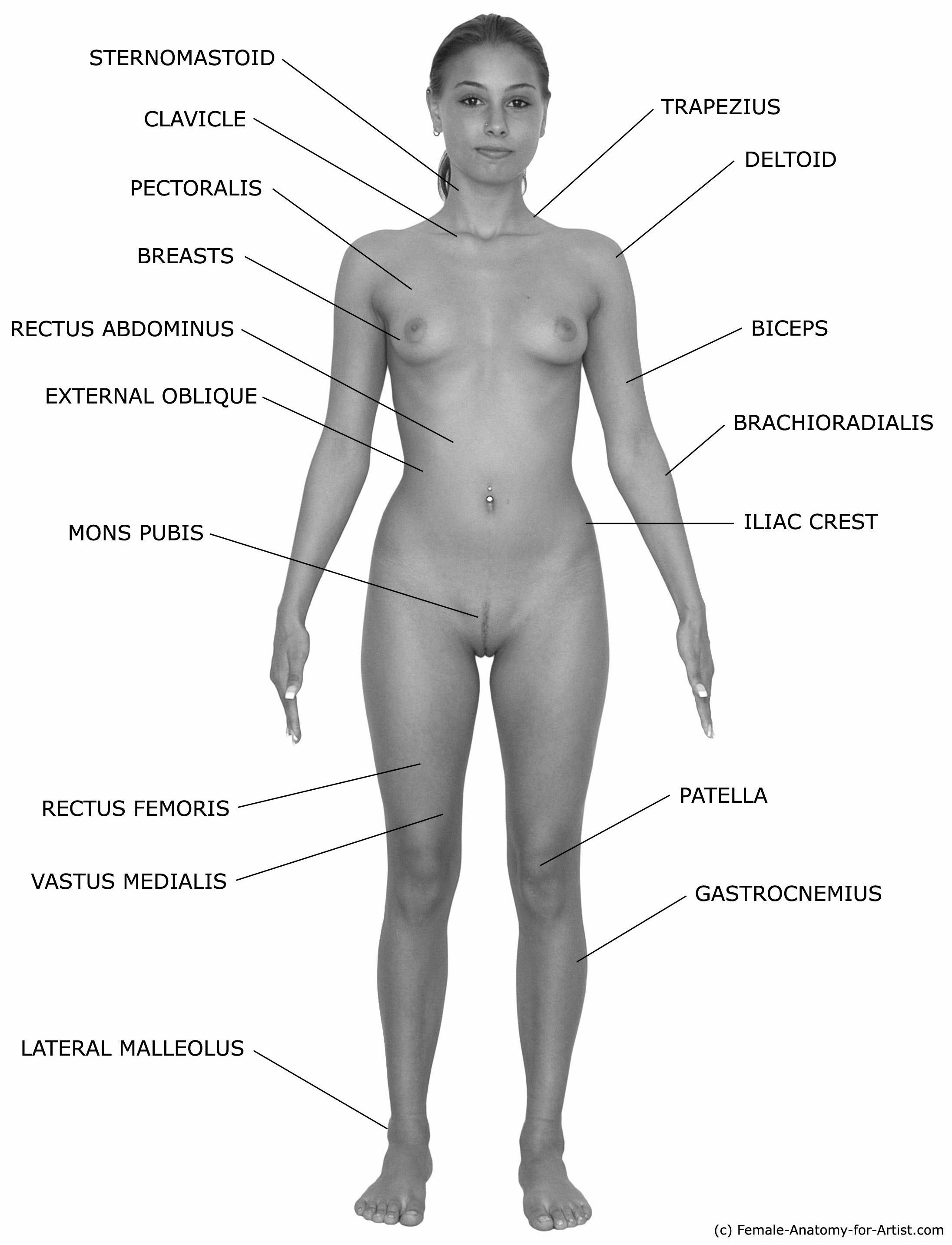 анатомия женского тела эротика (120) фото