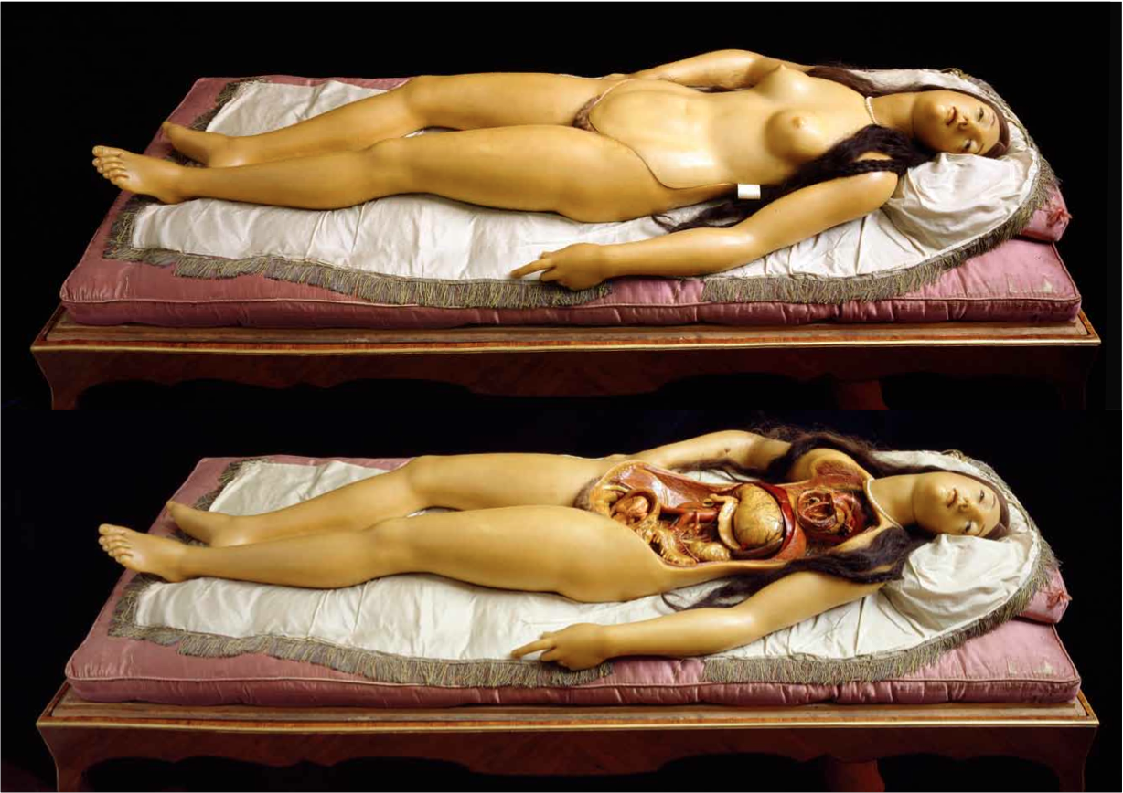 Anatomia erotica