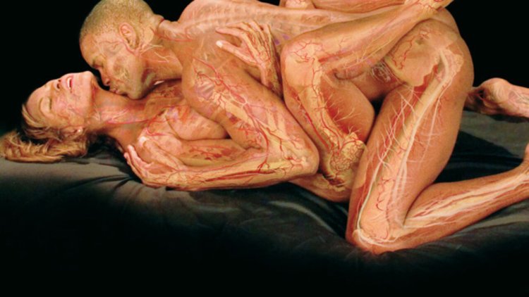 Половой акт анатомически