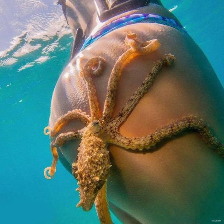 Девушка с татуировкой осьминога