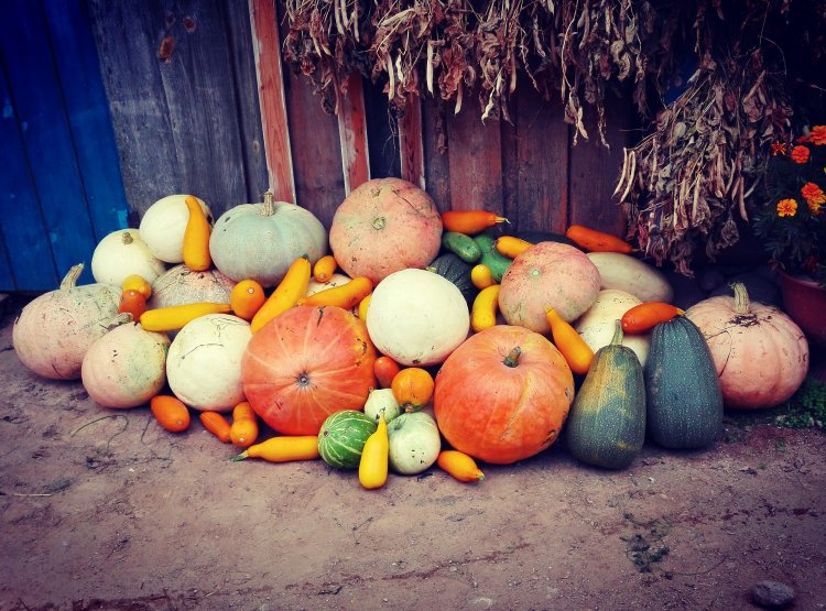 Оля тыква vakuolly