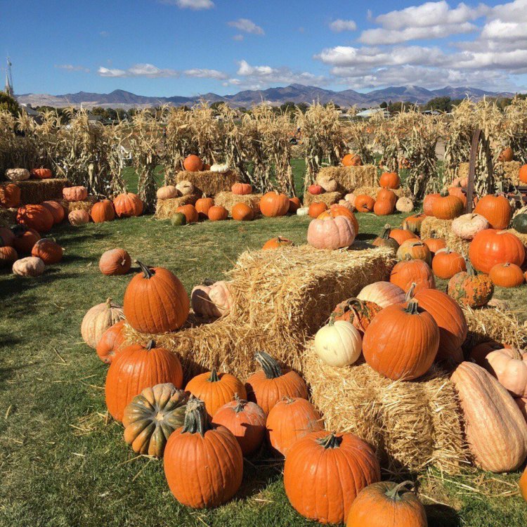 Оля тыква r34