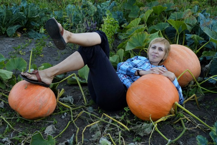 Поле с тыквами на Хэллоуин