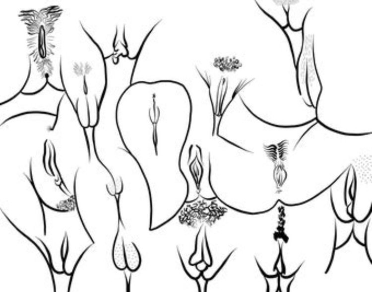 Рисунок влагалища