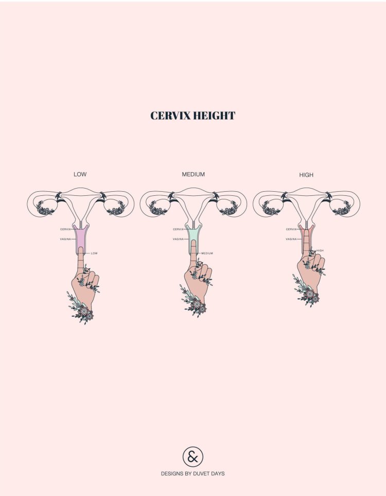 Матка женщины