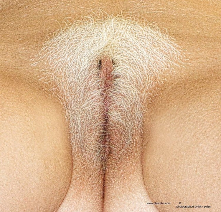 Светлые волосики на лобке