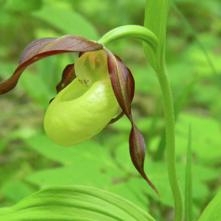 Полина Алексеевна Кнороз