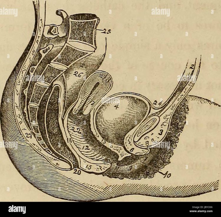 Женские коленки