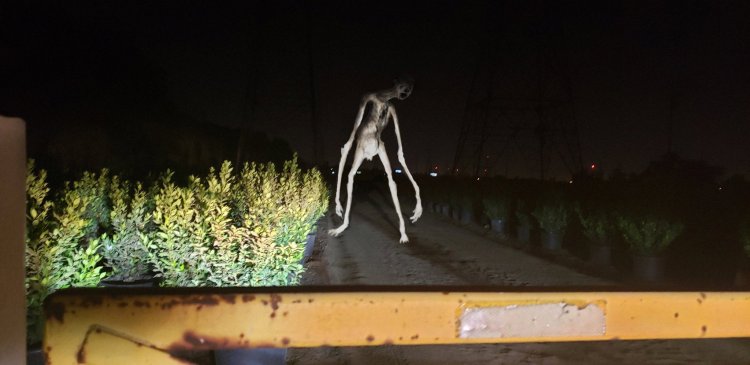 Силиконовые сиськи зомби