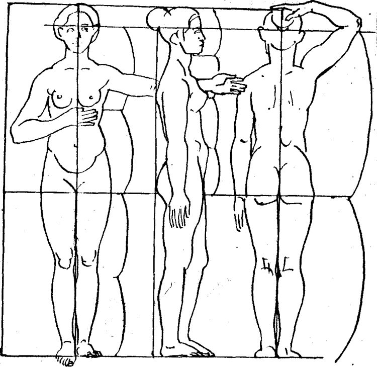 Анатомия женщины