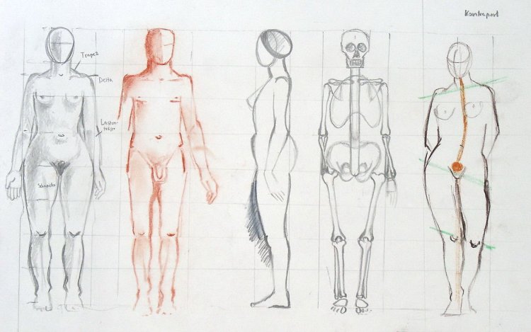 Женское тело для рисования