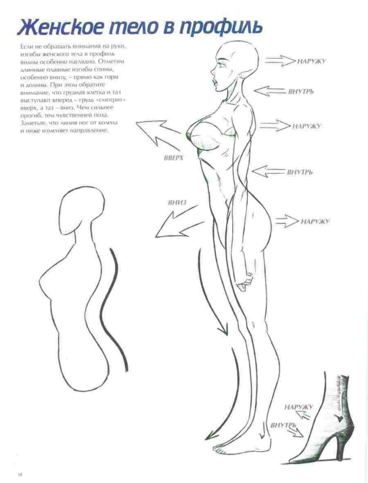 Анатомия пропорции тела и Возраст человека