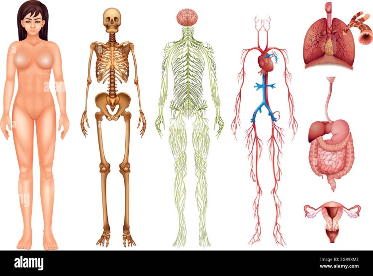 Женское тело сбоку референс