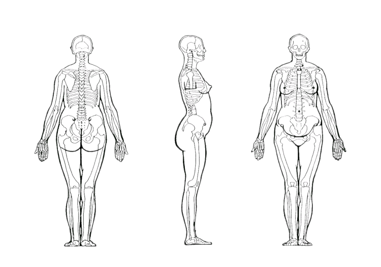 Пропорции женщины Баммес