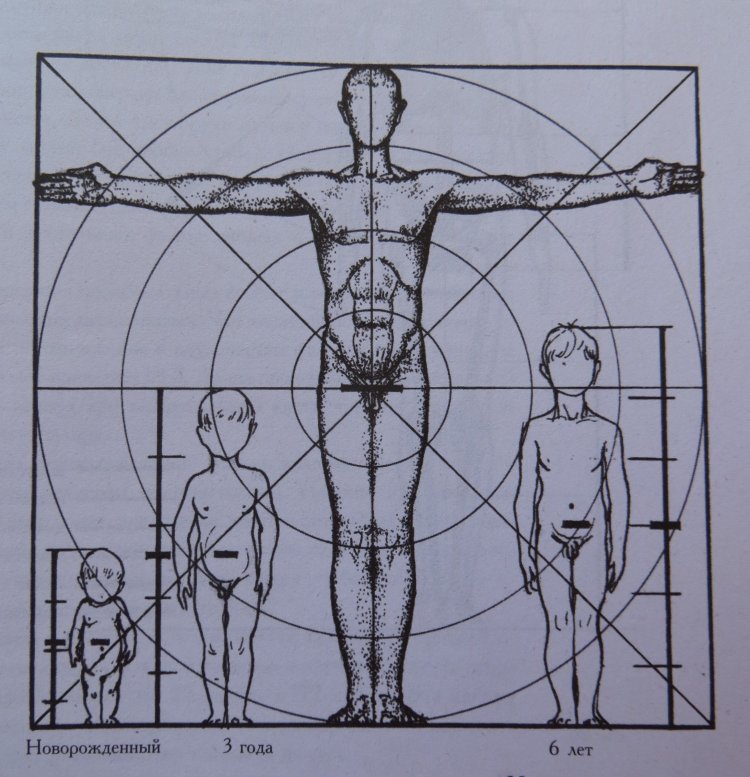Как рисовать ягодицы