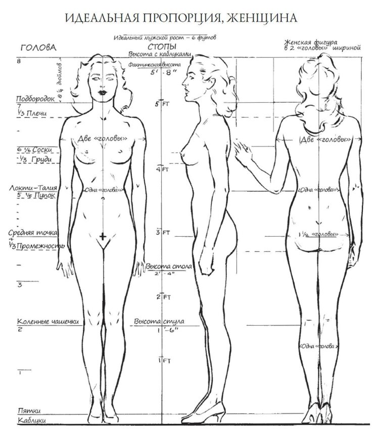 Женская фигура референс анатомия