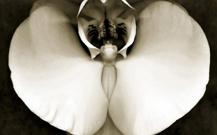 Женский орган цветка