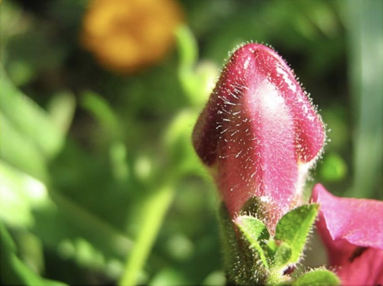 Нежные девичьи бутоны