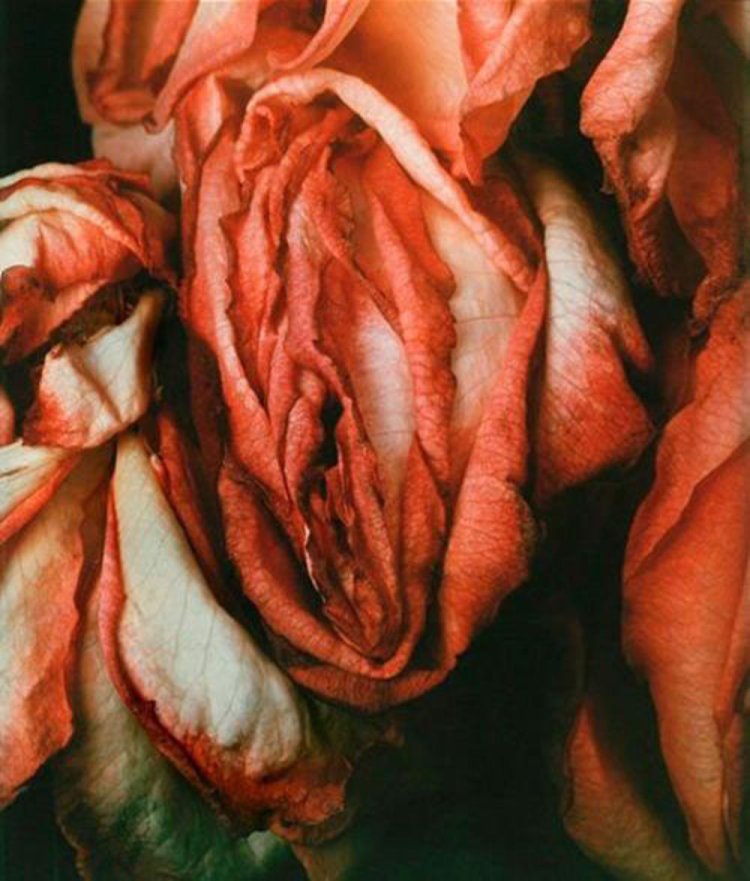 Цветы похожие на женские половые органы