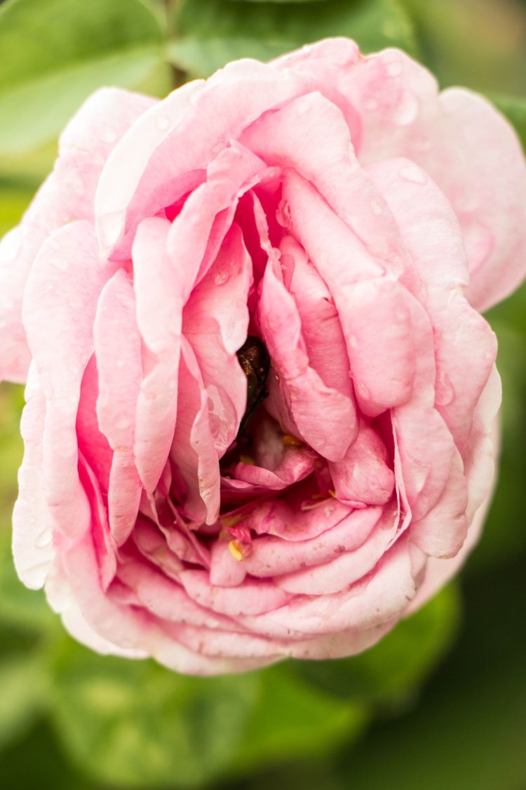 Обезьянья Орхидея Dracula Simia