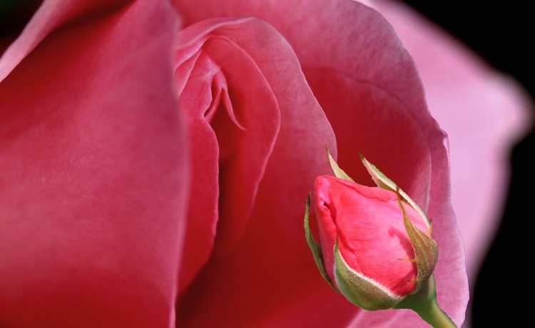 Орхидея символ