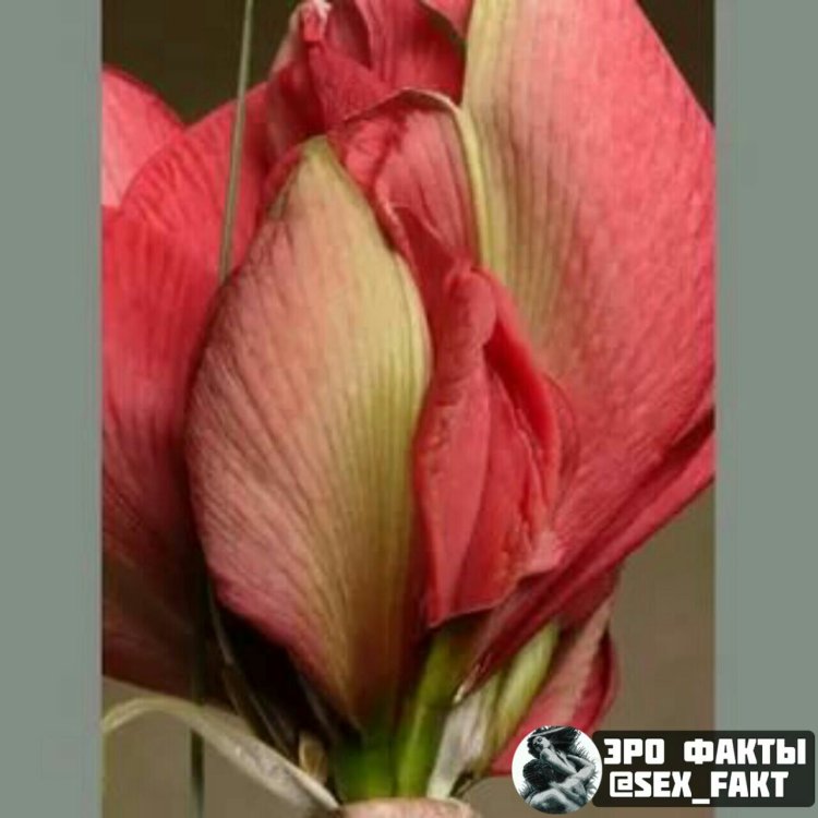 Йони в виде цветка