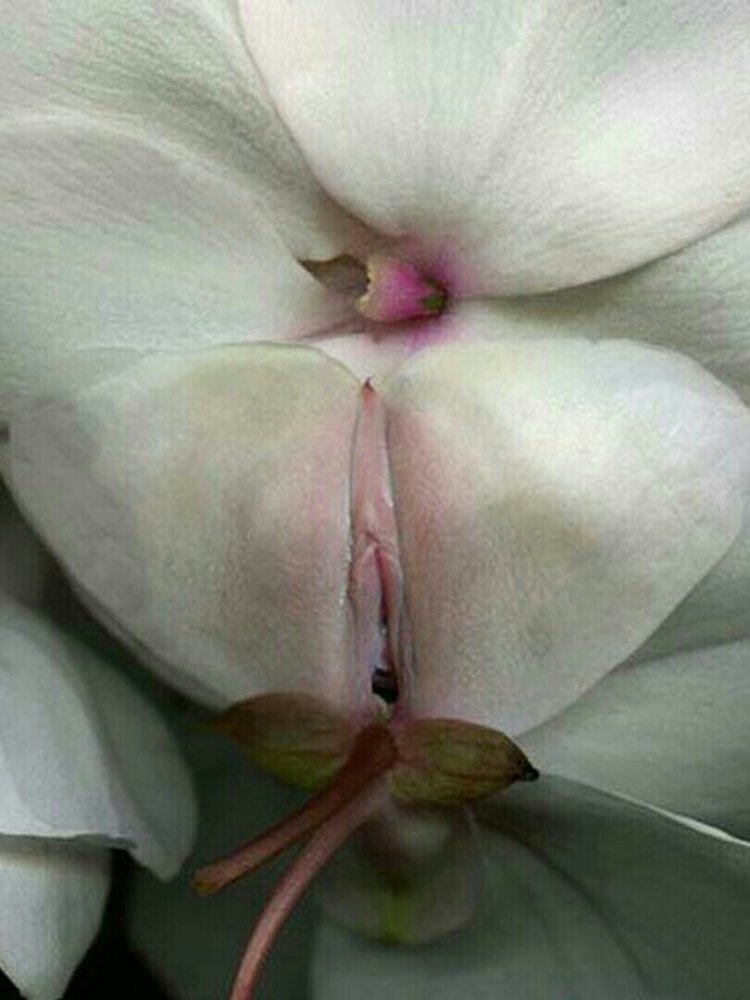 Цветок похожий на влагалище