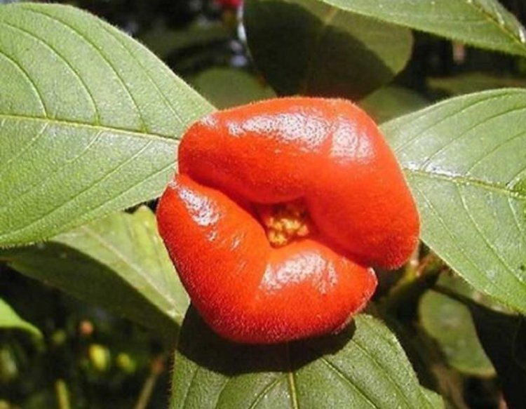 Гиднора Африканская