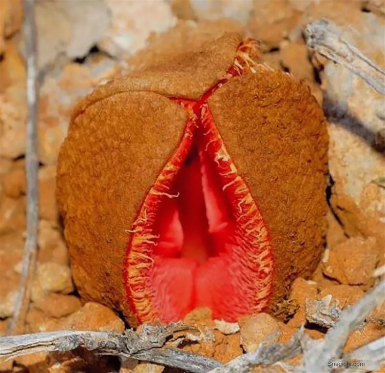 Красивая вульва крупным