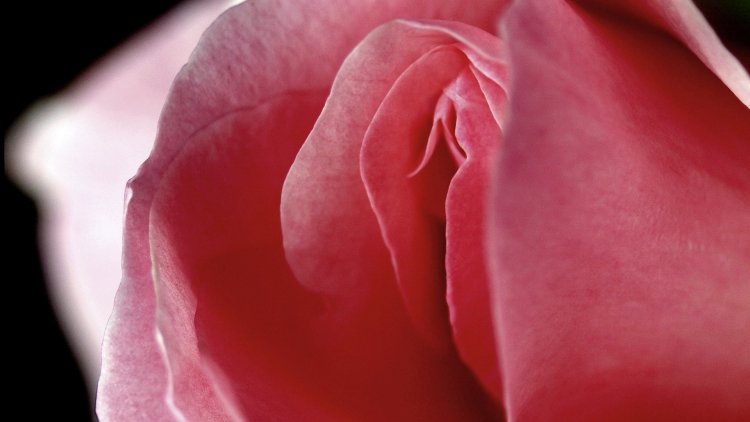 Красивое влагалище крупным планом