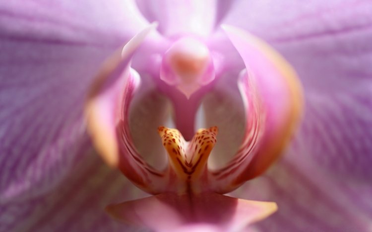 Роза в виде женщины