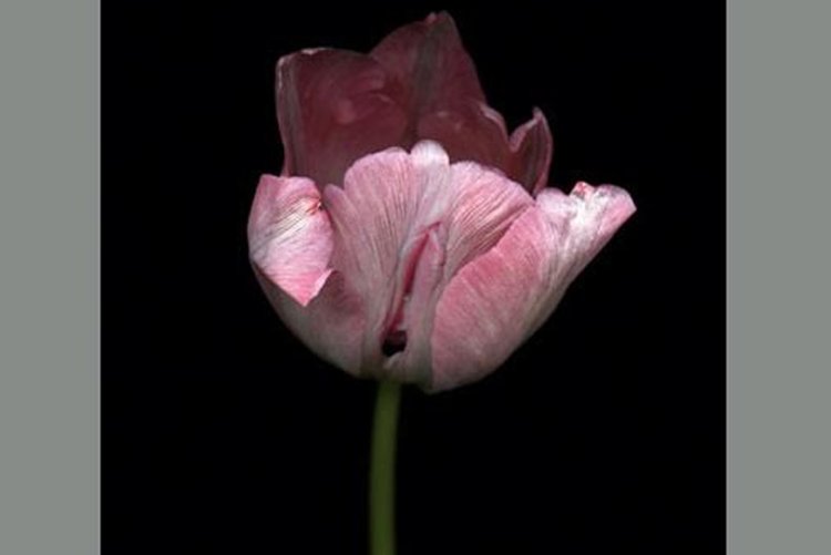 Орхидея Венерин башмачок