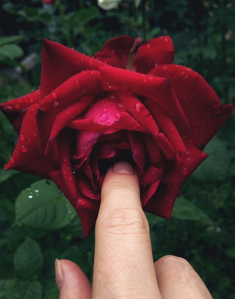 Орхидея фаленопсис София