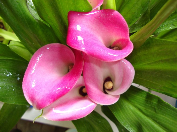 Калла Парфайт